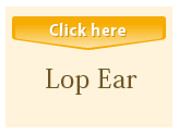 Lop Ear